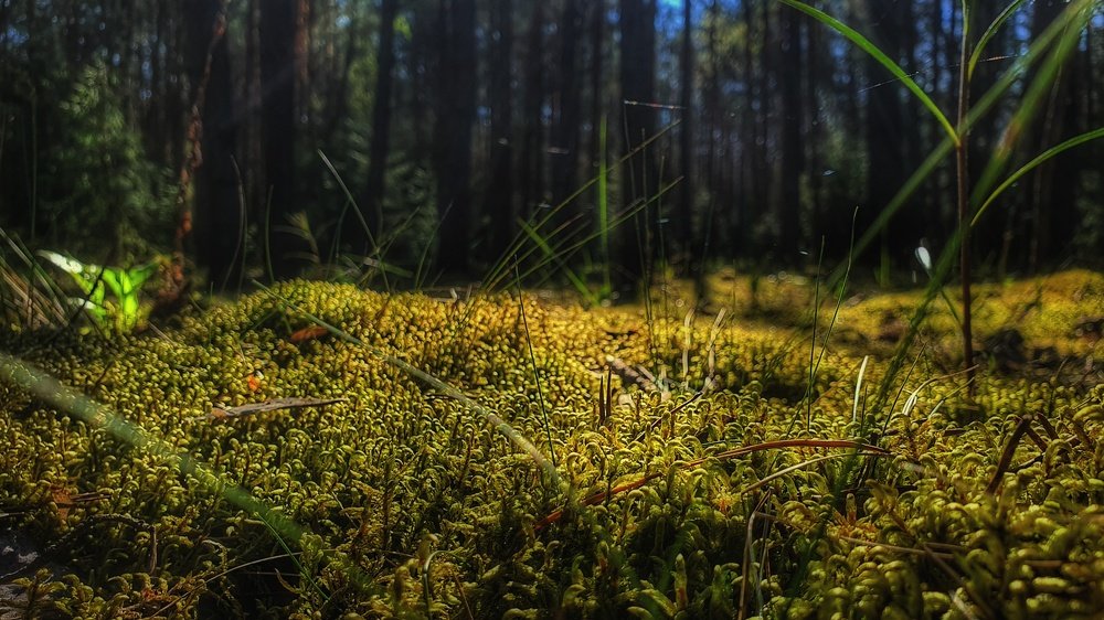 Photograph by Виктор Литошик