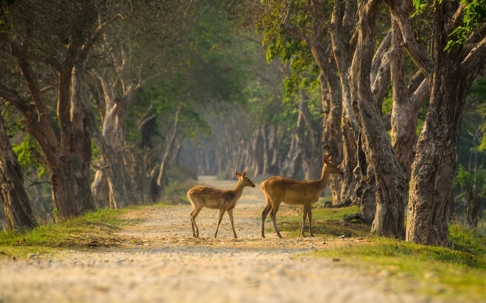 Photograph by Anku Boro