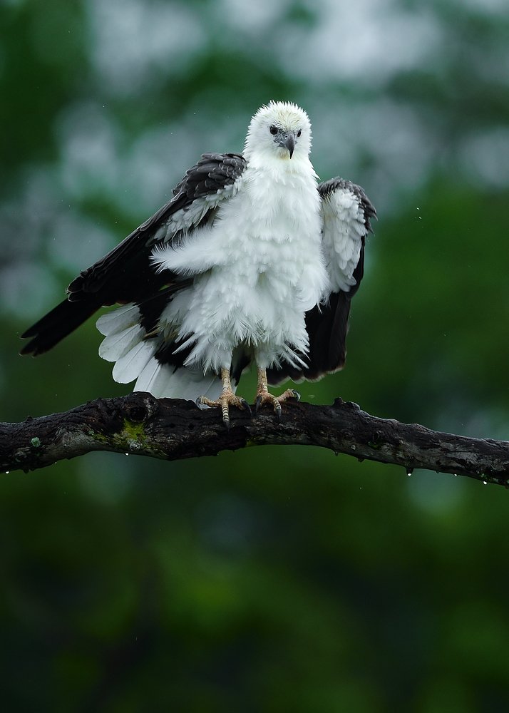 White White Bellied Sea Eagle - Yala National Park - Sri Lanka Sea Eagle - Yala National Park - Sri Lanka