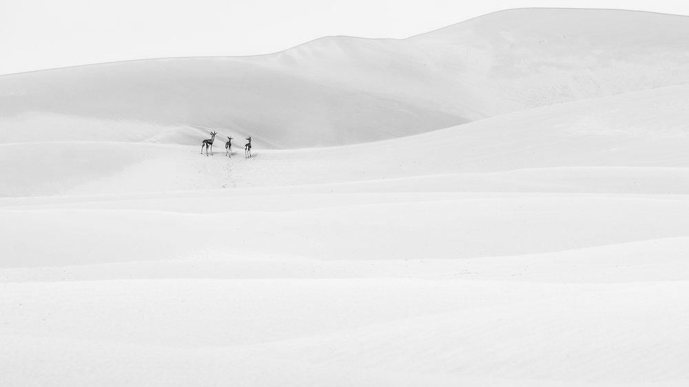 Lost track of Three Gazelles in desert