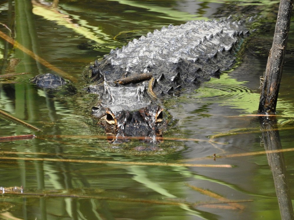 Photograph by MARIO HUMBERTO GARCIA GONZALEZ