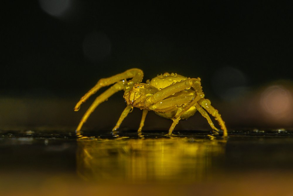 "Желтый паук".