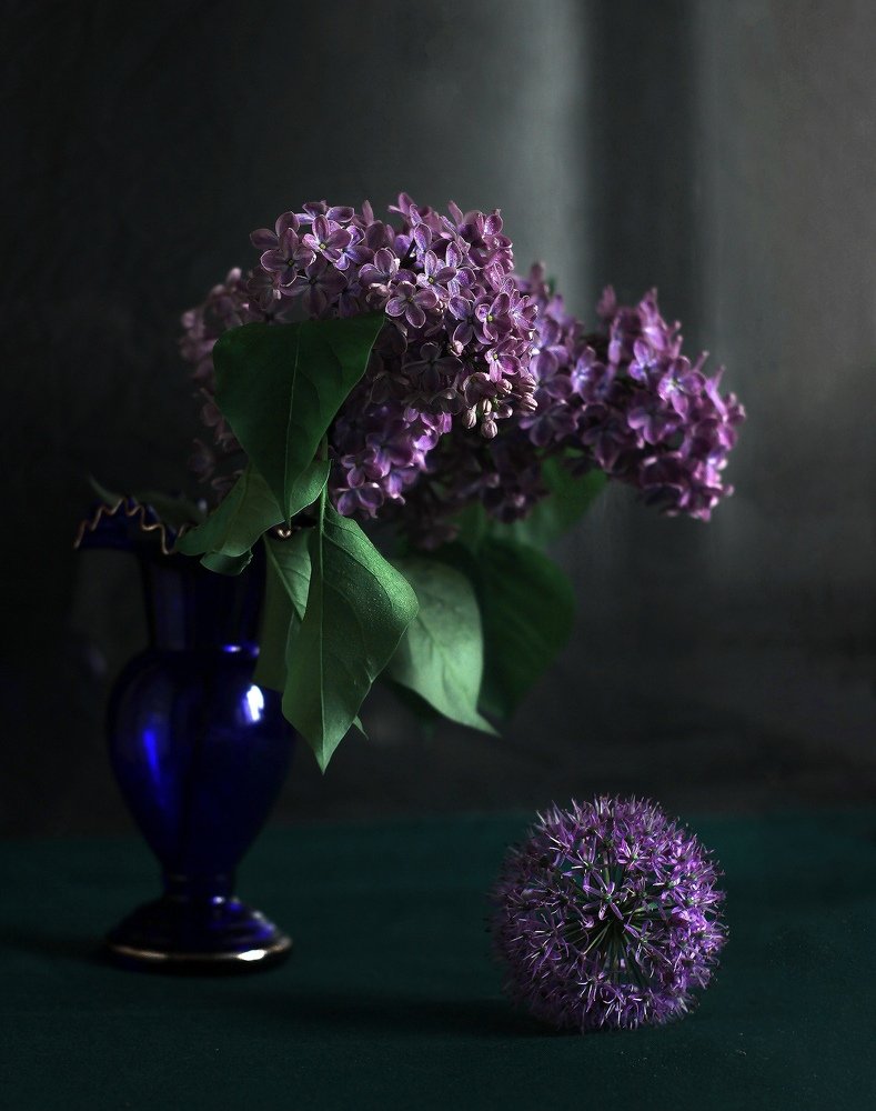 Тёмная сирень