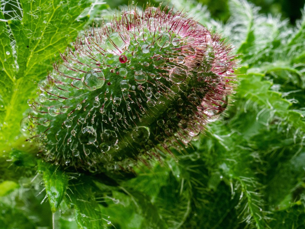 Photograph by mikhail goryachev