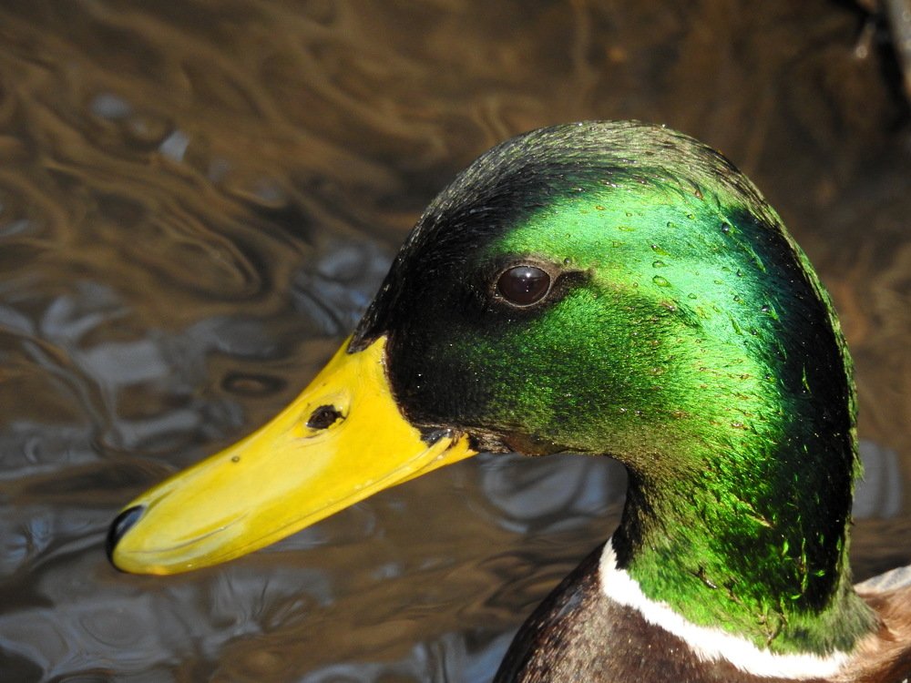 Photograph by Олеся Дейнеко