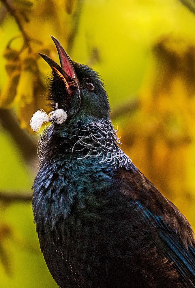 Sweet Tui song