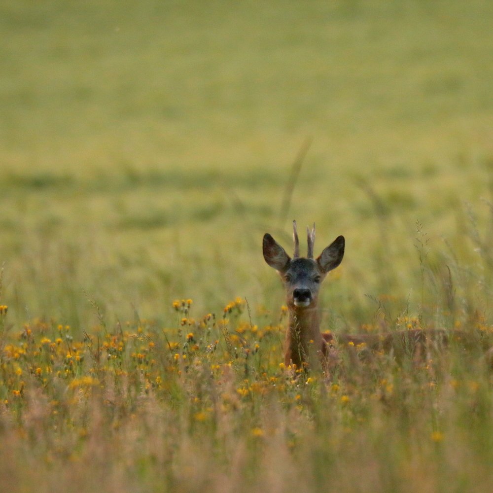 Photograph by Mike Temmerman