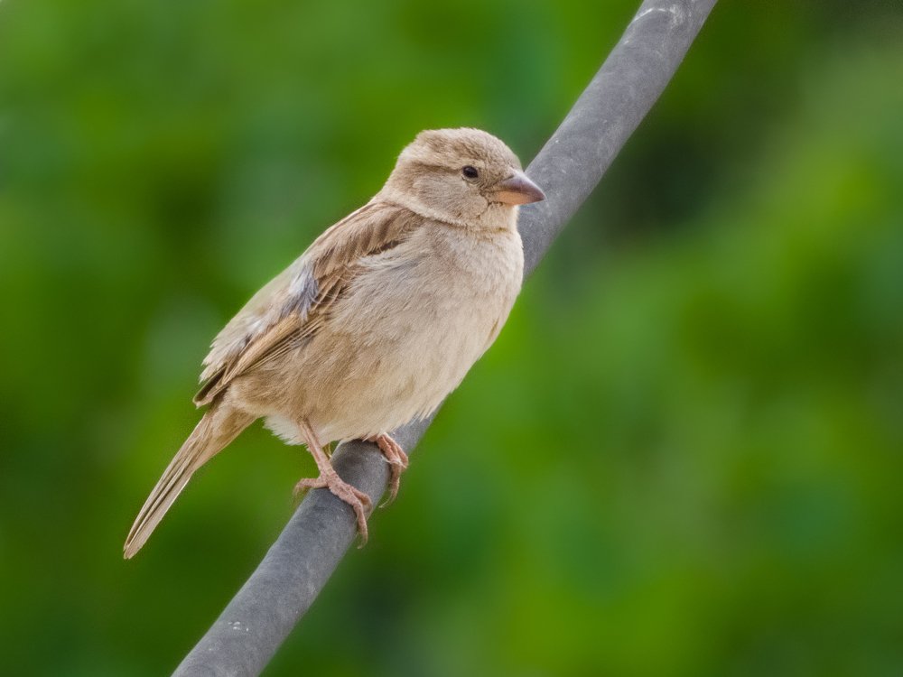 Photograph by Ghadimi Mahdiyar