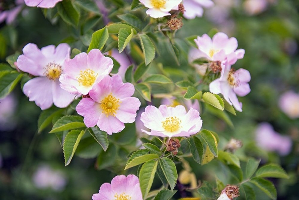 Photograph by Анна Побежимова