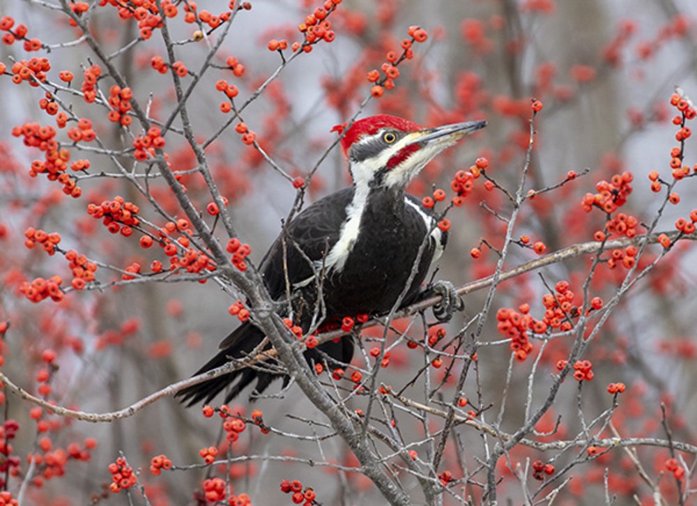 Photograph by Larry Kirtley