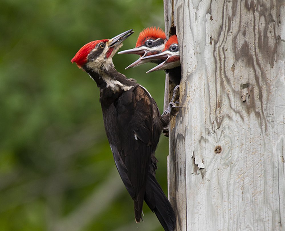 Photograph by Larry Kirtley