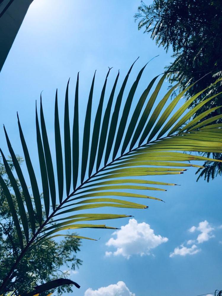 Photograph by Priyanka Bula