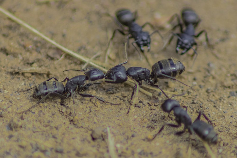 Неравный бой