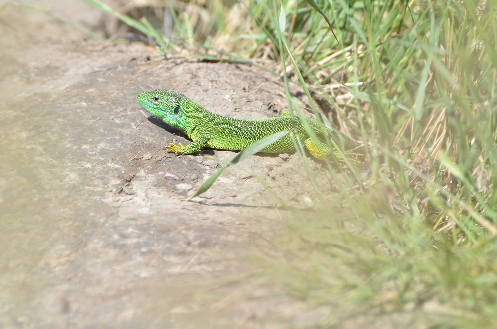 Photograph by Касьян Антонина Васильевна