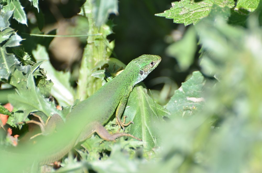 Photograph by Касьян Антонина Васильевна