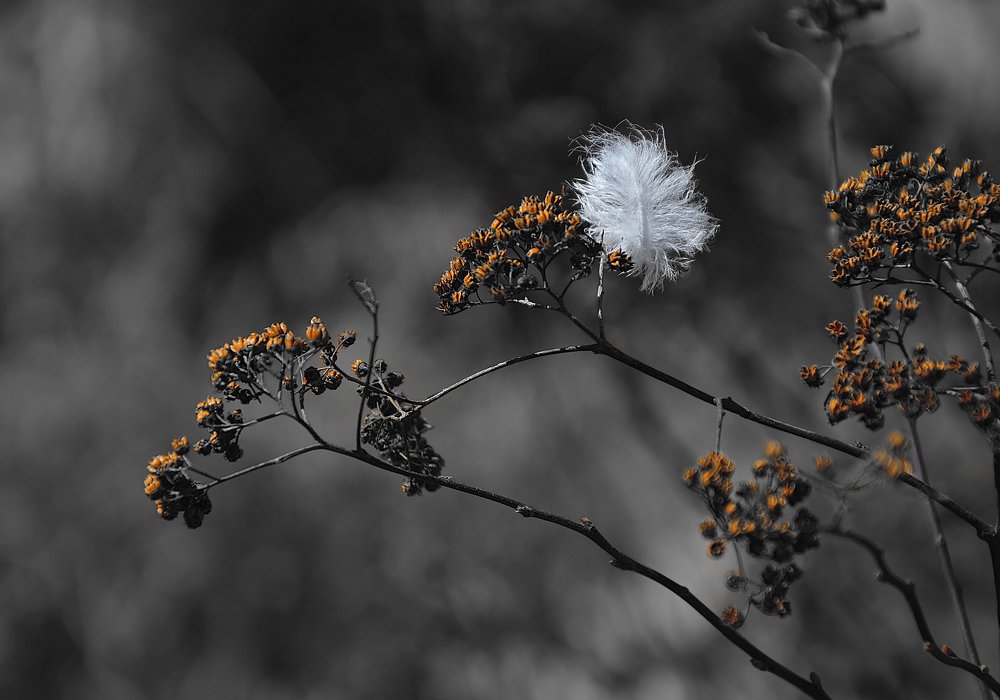 Мимолетность