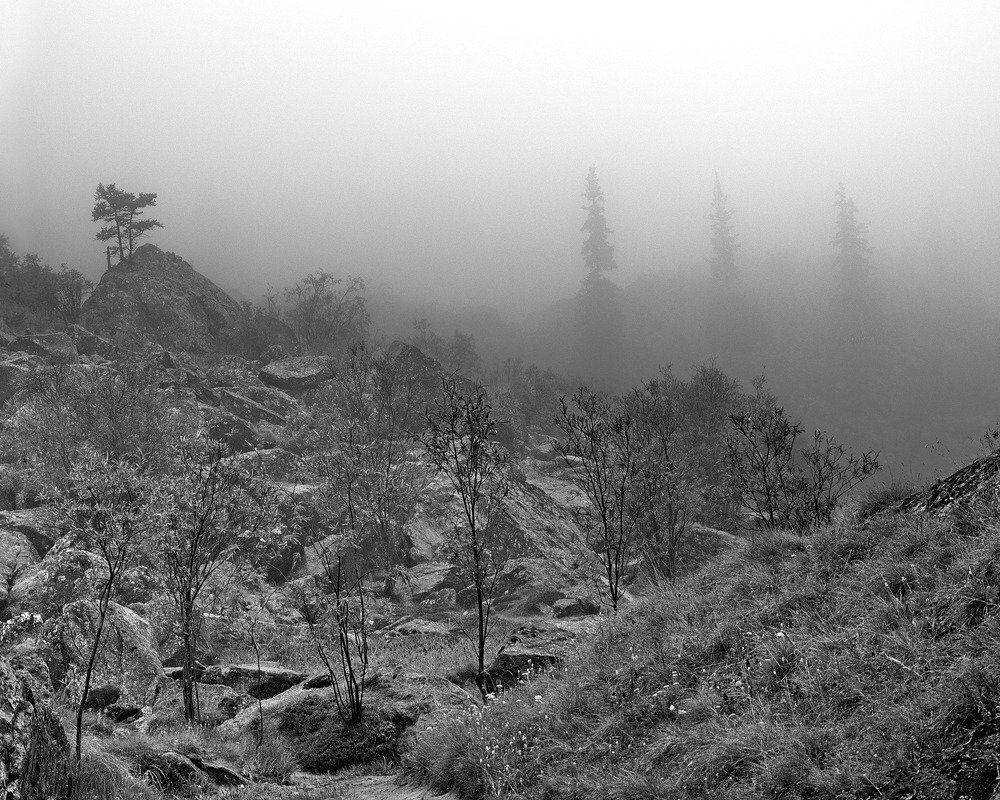 Алтайские туманы