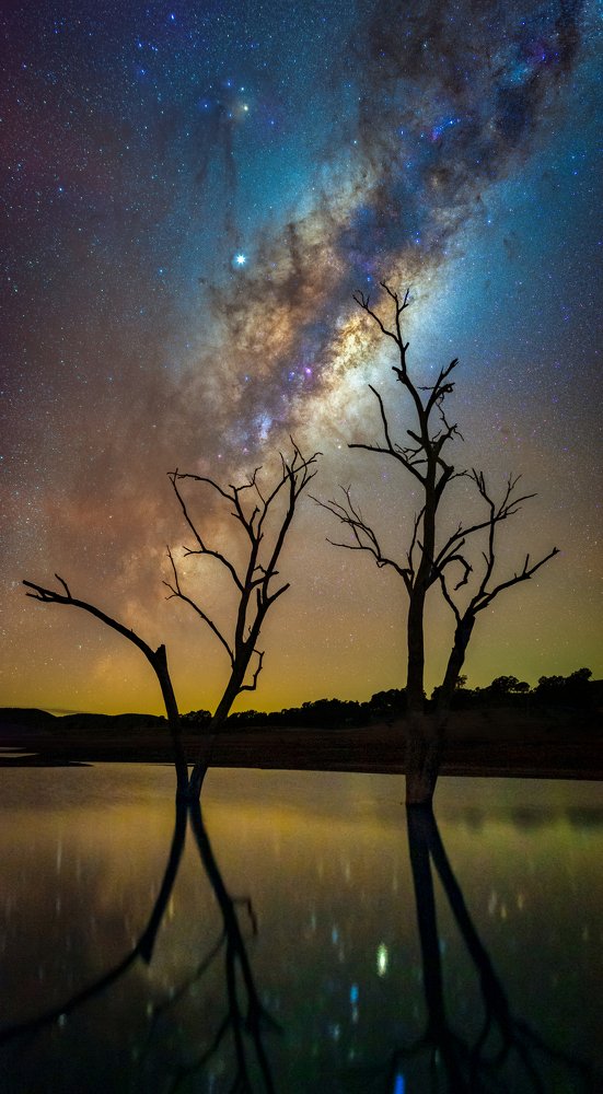 Milkyway Tree