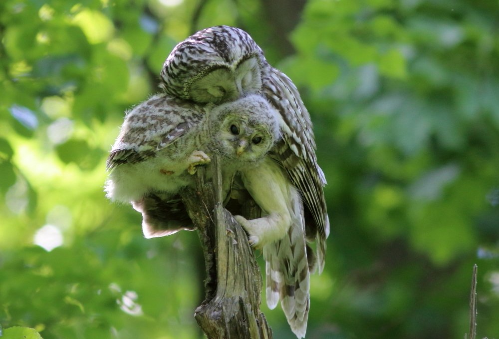 Photograph by Владимир Шебаршенко