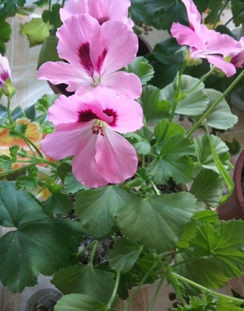 ПЕЛАРГОНИЯ КОРОЛЕВСКАЯ