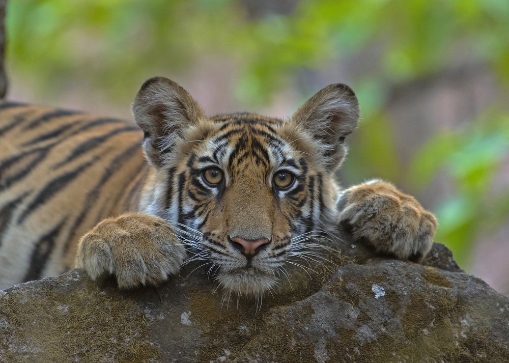 Photograph by Sandip Patil