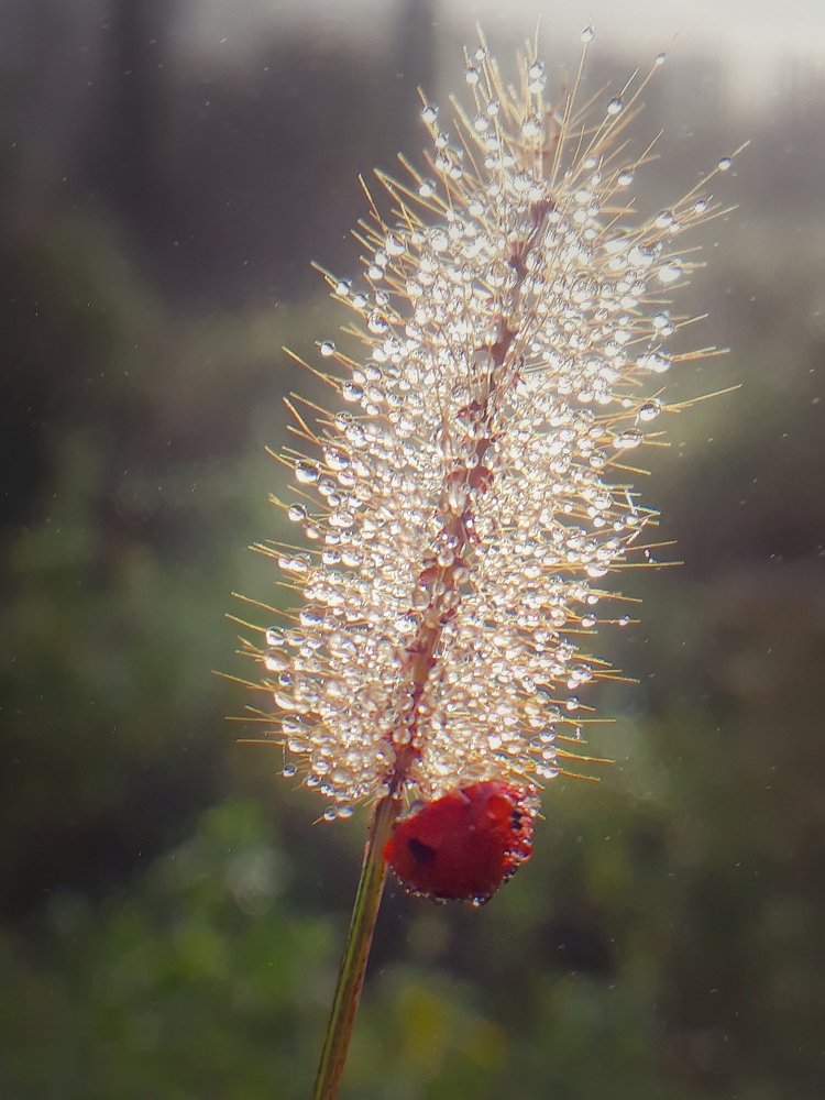 Photograph by Кристина Шляхова