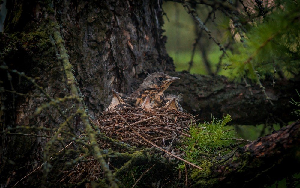 Photograph by Евгений Сеничев