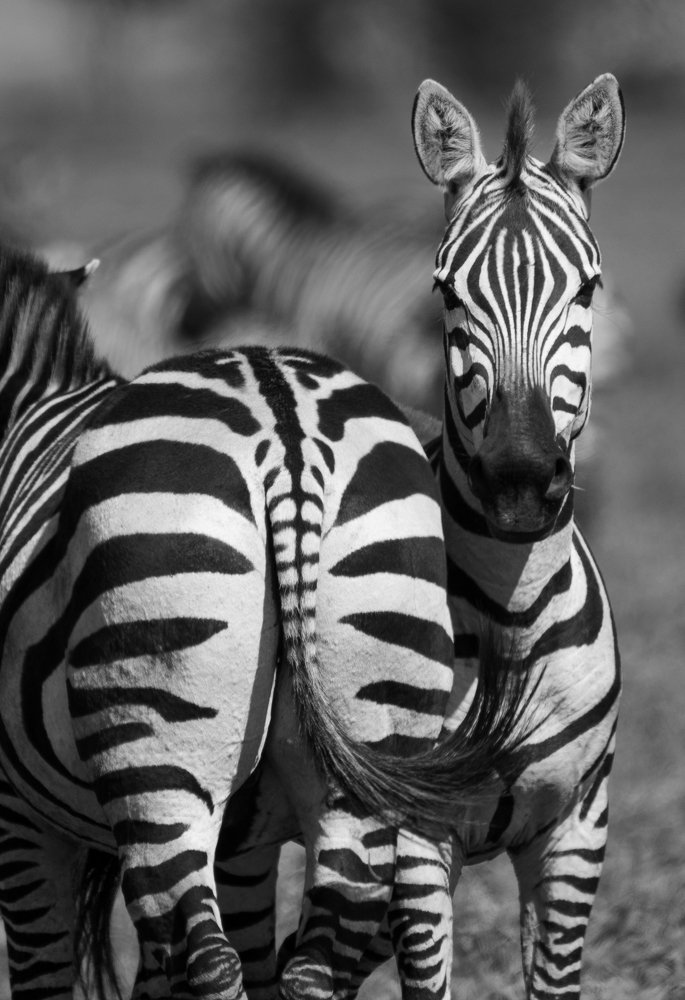 Photograph by Rafael Maffessoni