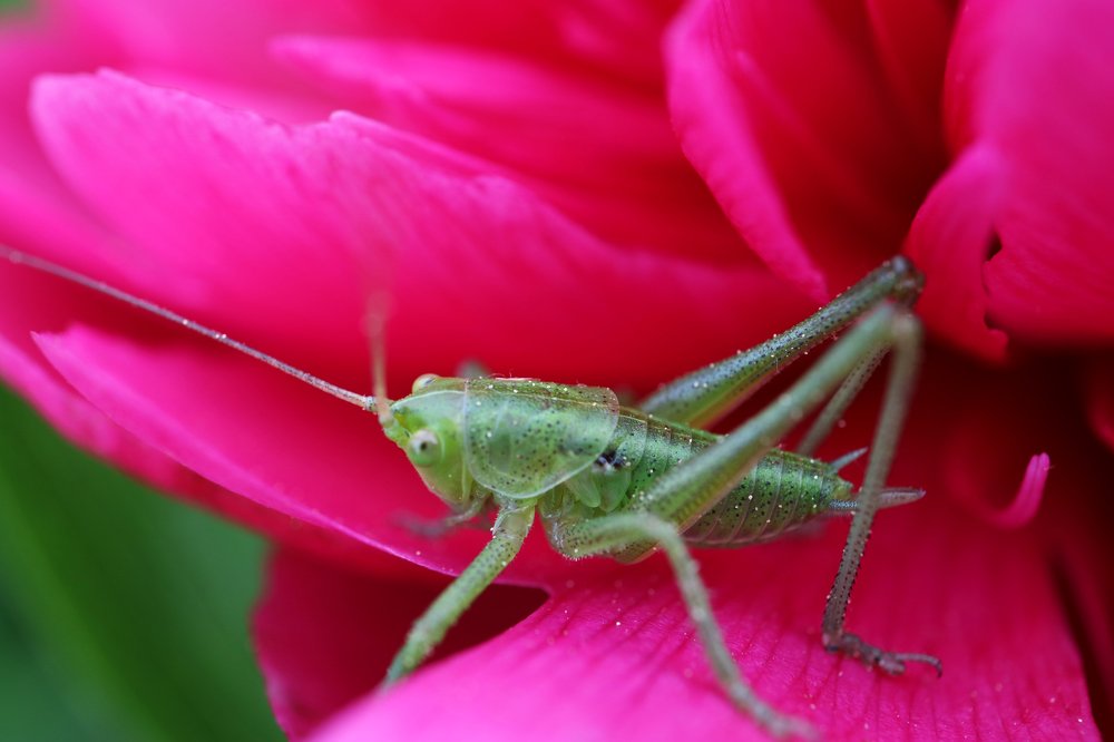 Green Grasshopper On Red Peony Petal