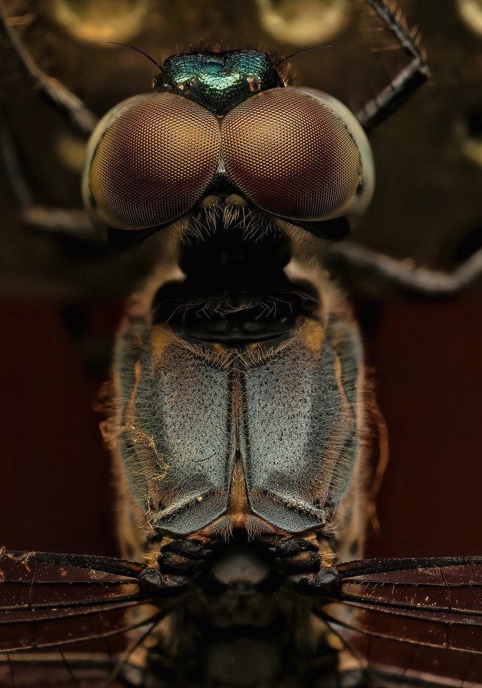 Dragonfly in macro shot.