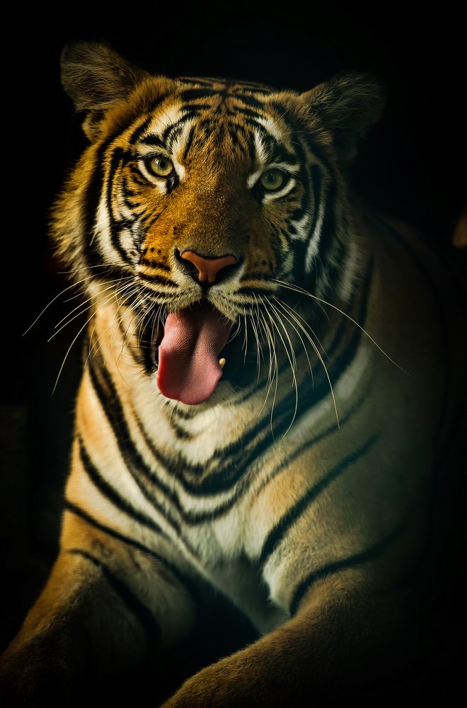 A funny Tiger...