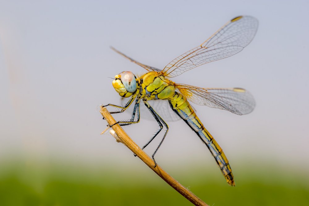Photograph by Vahid Yavari