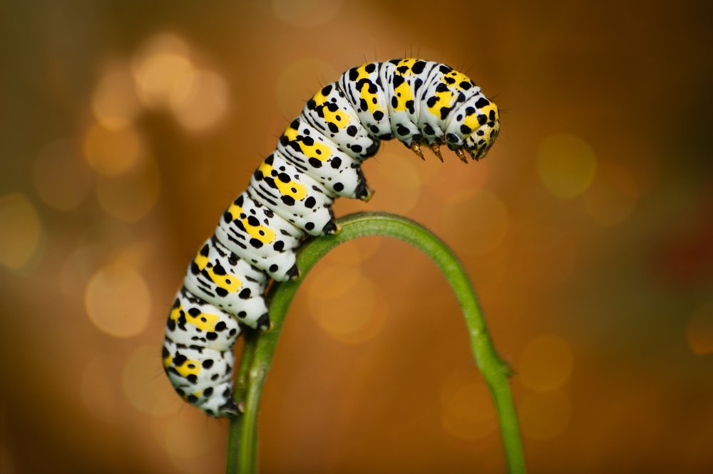 Фотография автора Christina Draper