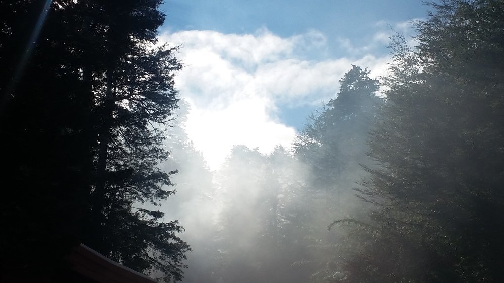 Фотография автора OSMIR ZANETTE