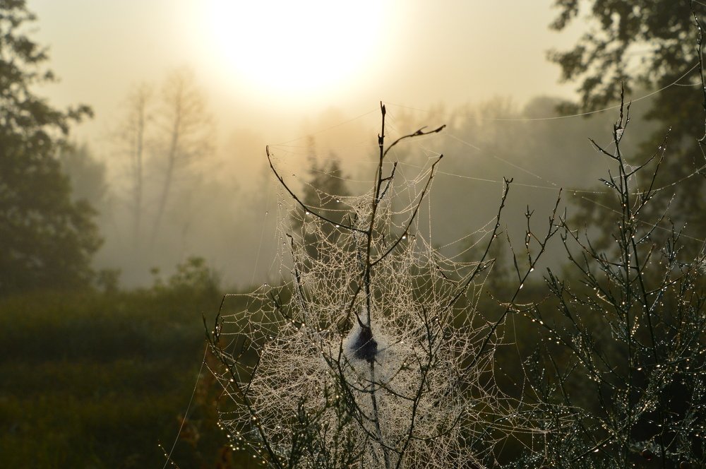 туманный рассвет.
