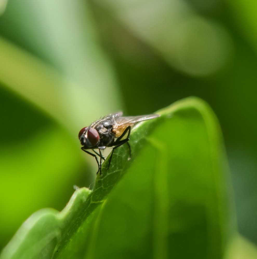 Fly