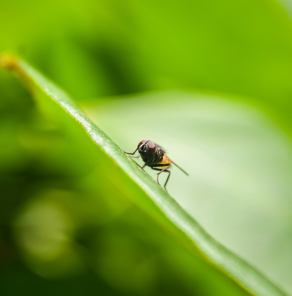 The house fly