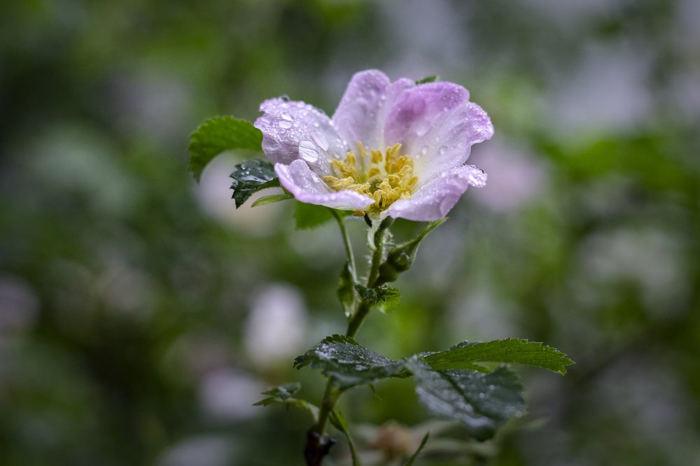 Photograph by Екатерина Рябинина