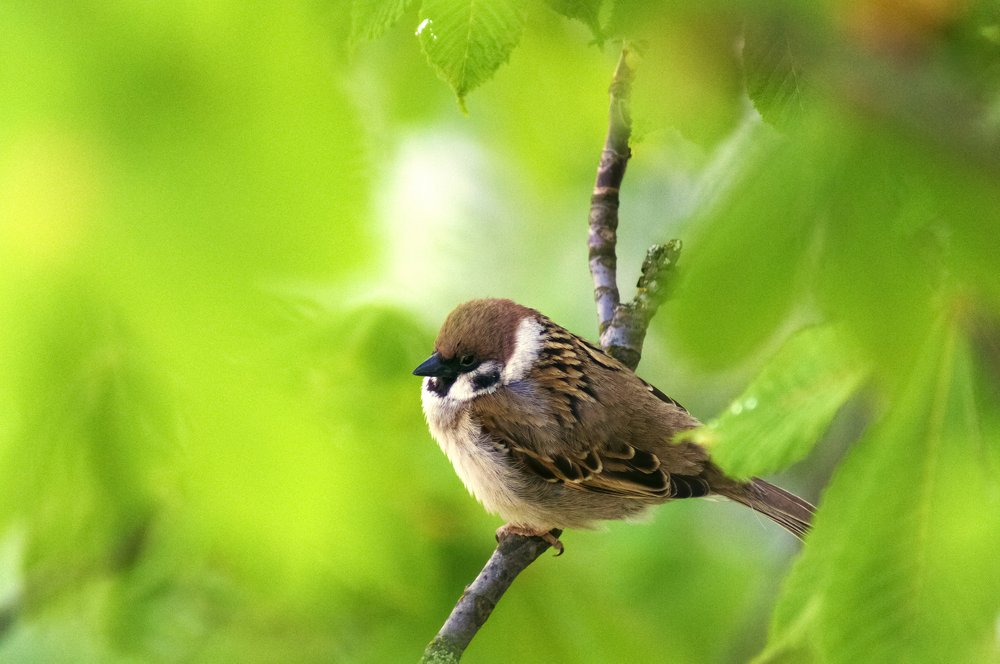 Фотография автора Артемий Николаевич