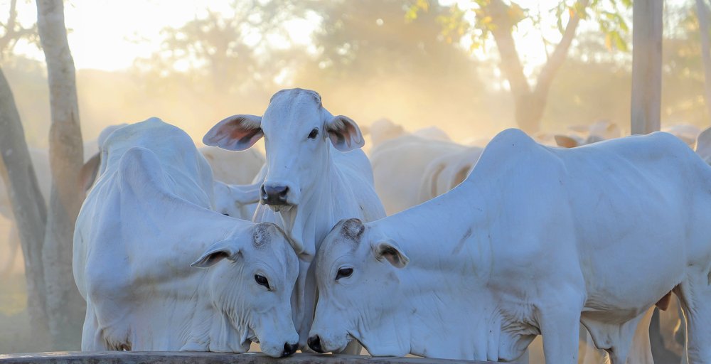 Photograph by SAMUEL FERIER