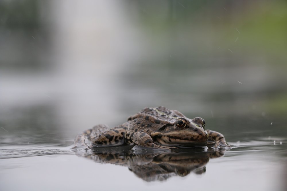 Photograph by Сергей Яковлев