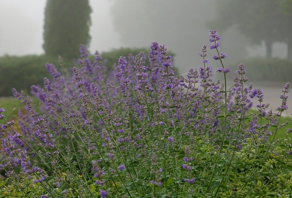 Photograph by Александр Попов