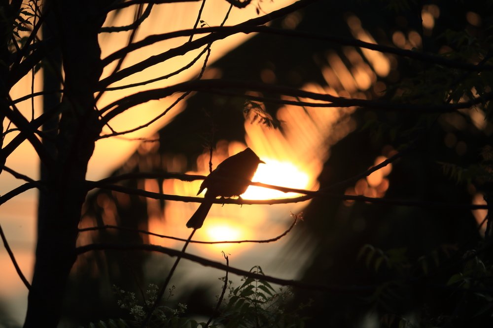 Photograph by DEBYENDU DAS