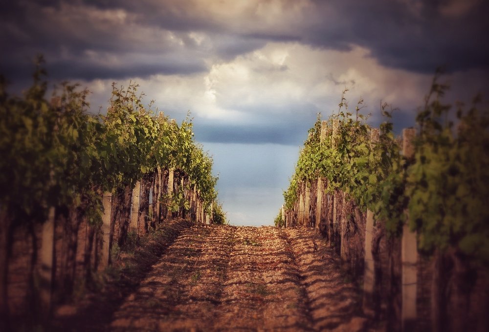 Photograph by Eva Wiedemann