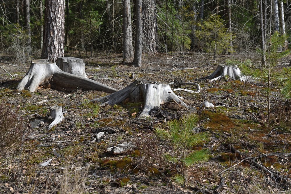 Photograph by Семен Батов