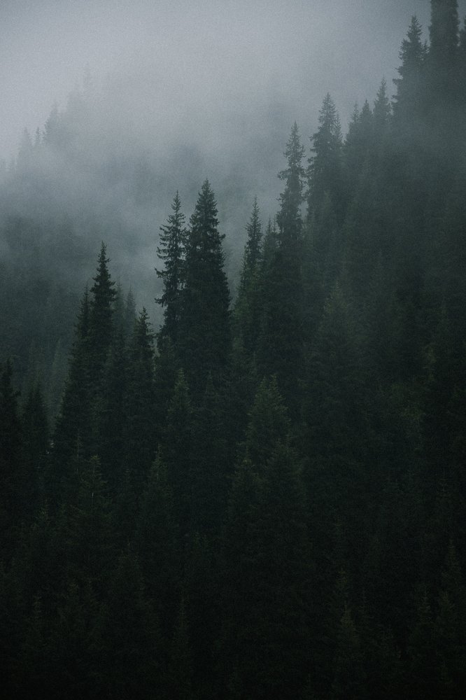 Photo #4645367