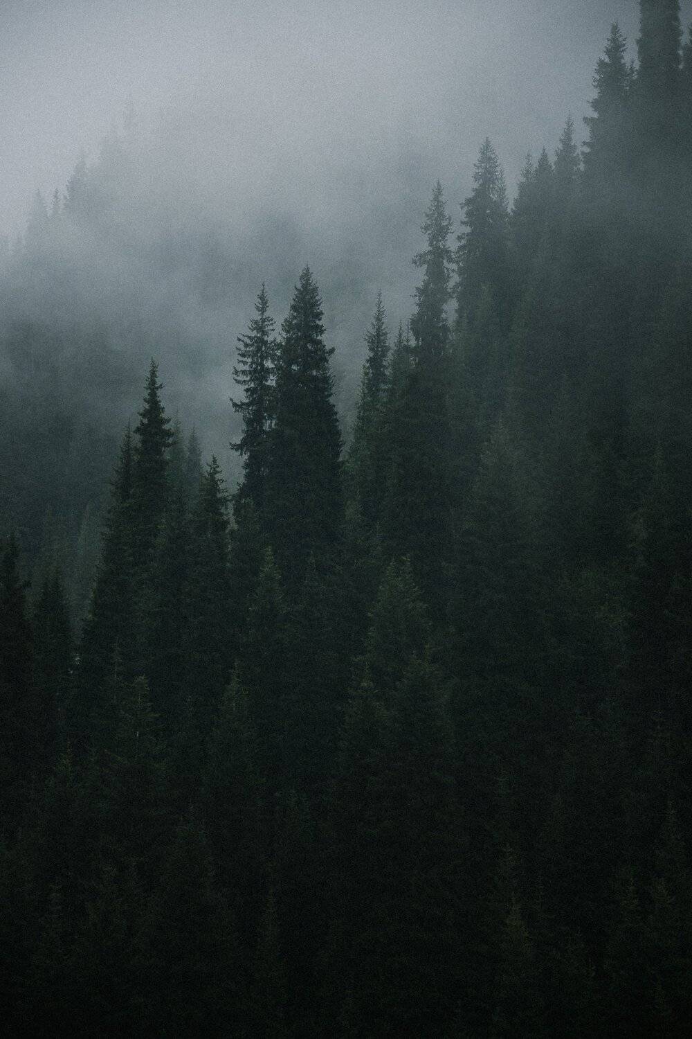 Photo #4645367