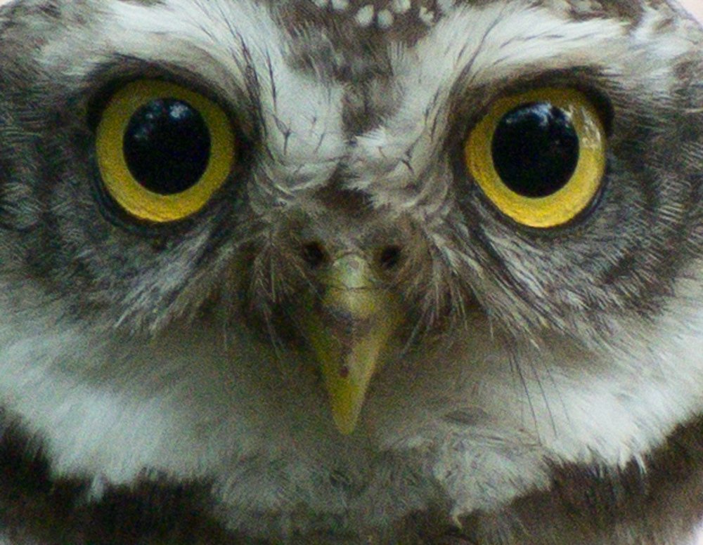 Spotted owlet