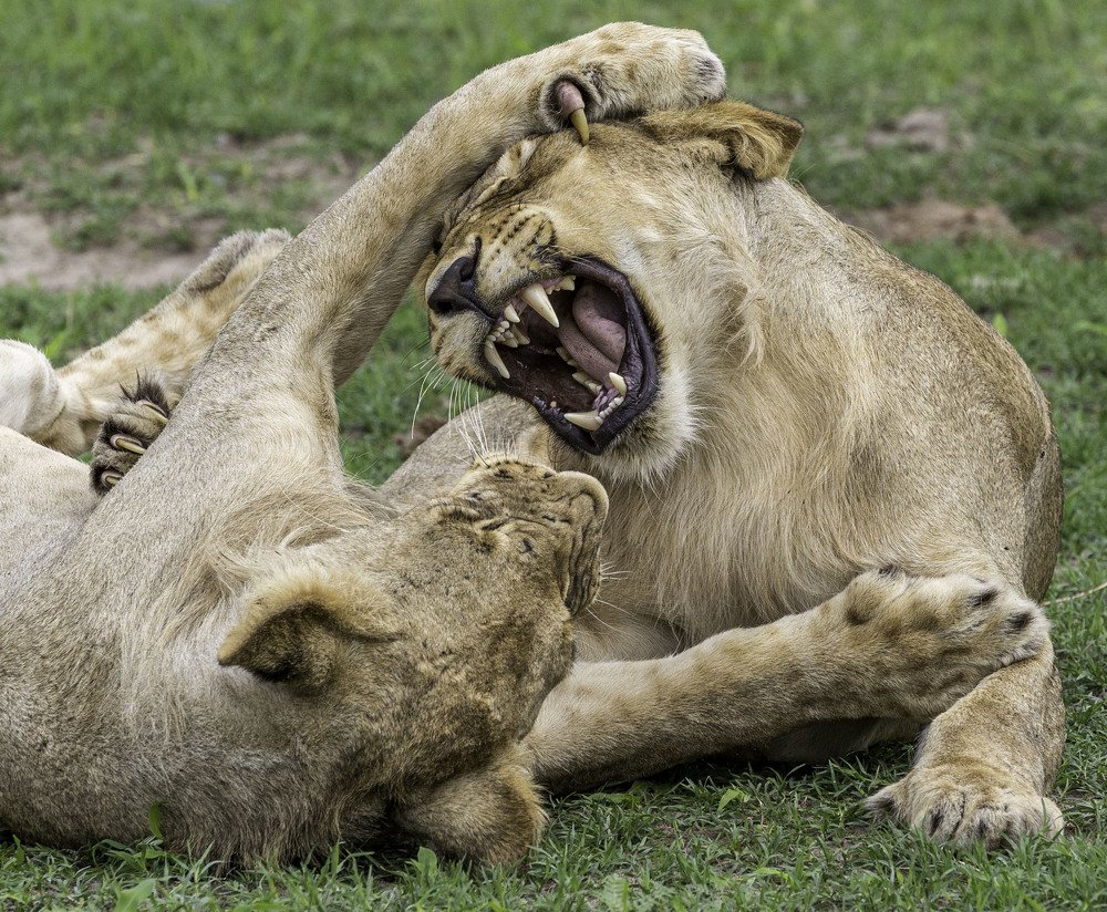 WILDLIFE (LIONS)