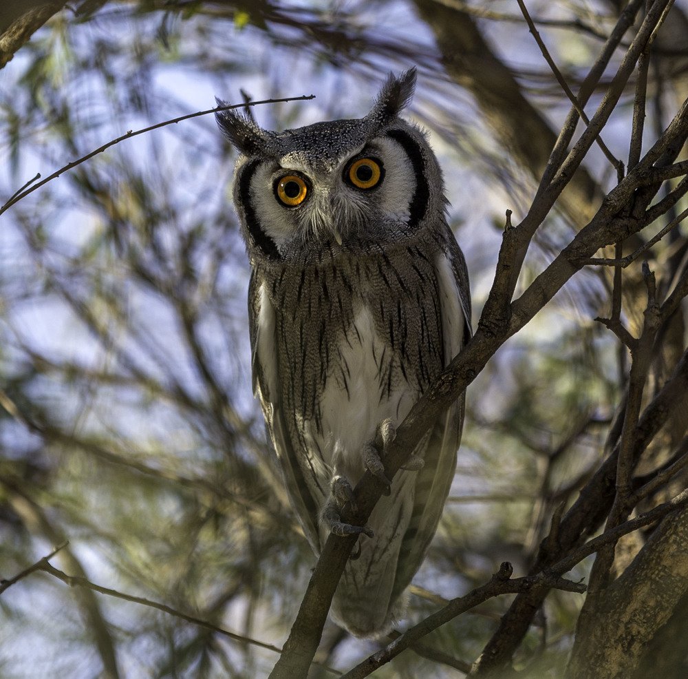 WILDLIFE (BIRD)